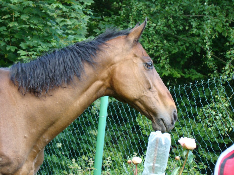 DSC08898.JPG