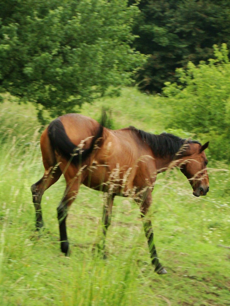 DSC00084.JPG